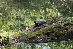 Emys orbicularis orbicularis