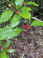 Ilex montana