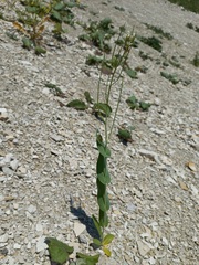 Conringia orientalis