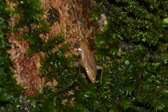 Planuncus tingitanus