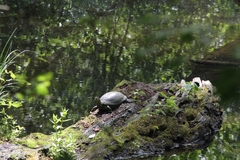 Emys orbicularis orbicularis