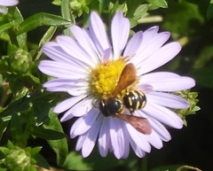 Dianthidium simile