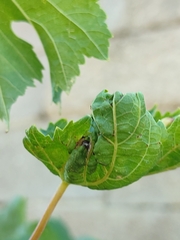 Calepitrimerus vitis
