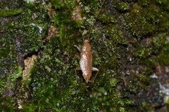 Planuncus tingitanus