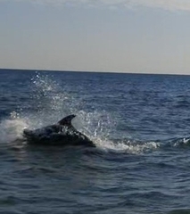 Tursiops truncatus ponticus