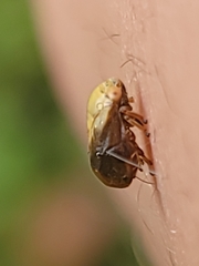 Clastoptera achatina