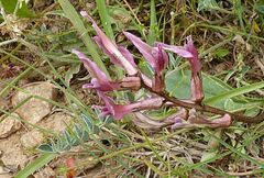 Astragalus spruneri