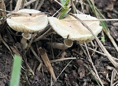 Lepiota rubrotinctoides