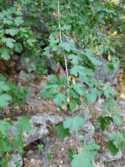 Acer glabrum
