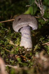 Cortinarius camphoratus