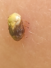 Clastoptera achatina