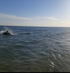 Tursiops truncatus ponticus