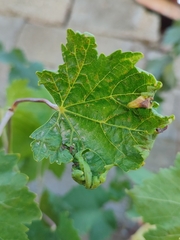 Calepitrimerus vitis