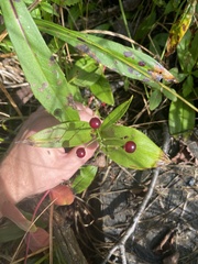 Maianthemum trifolium