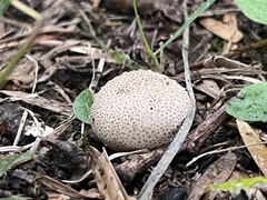 Scleroderma areolatum