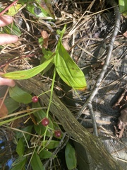 Maianthemum trifolium