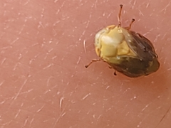 Clastoptera achatina