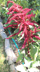 Amaranthus cruentus