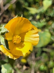 Abutilon grandifolium