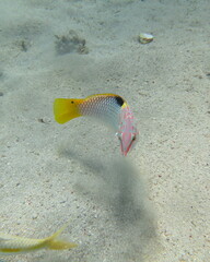 Halichoeres hortulanus