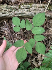 Hylodesmum