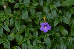 Achimenes longiflora