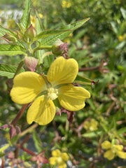 Ludwigia octovalvis