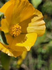 Abutilon grandifolium