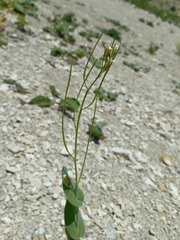 Conringia orientalis