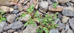 Persicaria maculosa