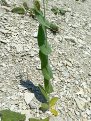 Conringia orientalis