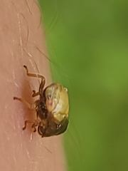 Clastoptera achatina