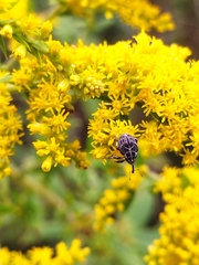 Mogulones geographicus