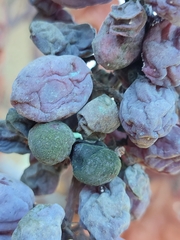 Phyllosticta ampelicida