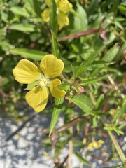 Ludwigia octovalvis