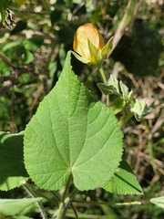 Abutilon grandifolium