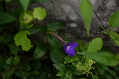 Achimenes longiflora