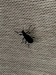 Tenebrionoidea