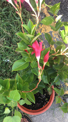 Magnoliopsida
