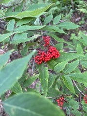 Sambucus sibirica