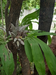 Catasetum integerrimum