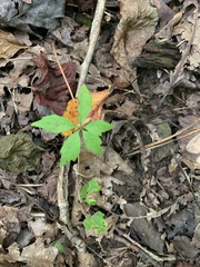 Parthenocissus quinquefolia