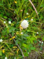 Gomphrena