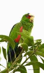 Amazona albifrons
