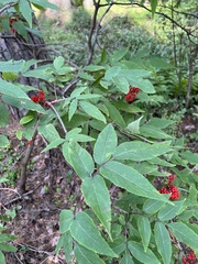 Sambucus sibirica