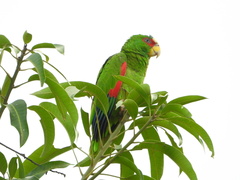 Amazona albifrons