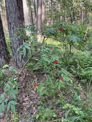 Sambucus sibirica