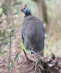 Numida meleagris coronatus