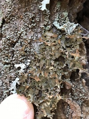 Lobaria pulmonaria