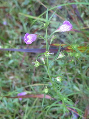 Agalinis neoscotica